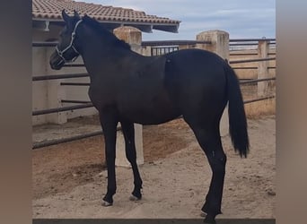 PRE, Hengst, 1 Jahr, 160 cm, Rappe