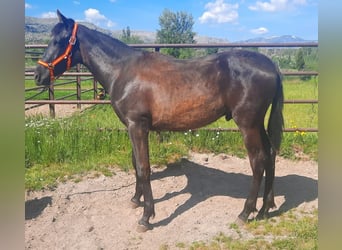 PRE, Hengst, 1 Jahr, 160 cm, Rappe