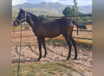 PRE, Hengst, 1 Jahr, 160 cm, Rappe