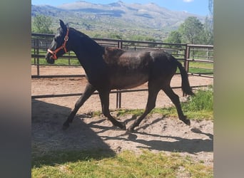 PRE, Hengst, 1 Jahr, 160 cm, Rappe