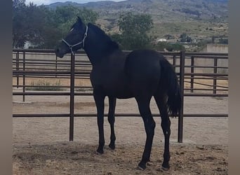 PRE, Hengst, 1 Jahr, 160 cm, Rappe