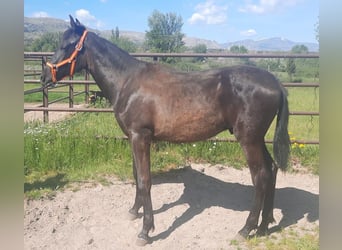 PRE, Hengst, 1 Jahr, 160 cm, Rappe