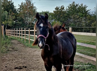 PRE Mix, Hengst, 1 Jahr, 160 cm, Rappe
