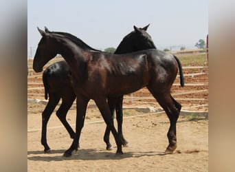 PRE, Hengst, 1 Jahr, 160 cm, Rappe