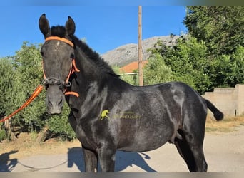 PRE, Hengst, 1 Jahr, 160 cm, Schimmel
