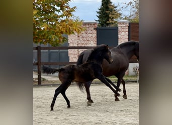 PRE, Hengst, 1 Jahr, 162 cm, Brauner