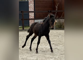 PRE, Hengst, 1 Jahr, 162 cm, Brauner