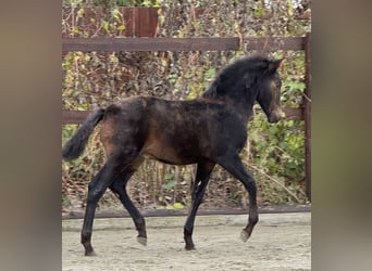 PRE, Hengst, 1 Jahr, 162 cm, Brauner