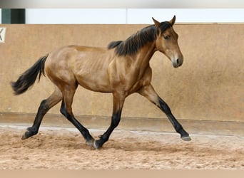 PRE Mix, Hengst, 1 Jahr, 162 cm, Brauner