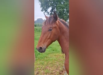 PRE Mix, Hengst, 1 Jahr, 162 cm, Hellbrauner