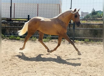 PRE, Hengst, 1 Jahr, 162 cm, Palomino