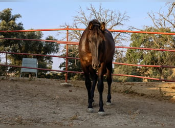 PRE Mix, Hengst, 1 Jahr, 162 cm, Rappe