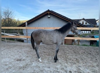 PRE Mix, Hengst, 1 Jahr, 162 cm, Schimmel