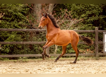 PRE Mix, Hengst, 1 Jahr, 163 cm, Brauner