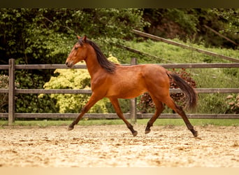 PRE Mix, Hengst, 1 Jahr, 163 cm, Brauner