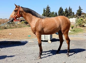 PRE Mix, Hengst, 1 Jahr, 163 cm, Buckskin