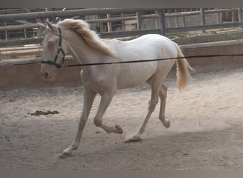 PRE Mix, Hengst, 1 Jahr, 163 cm
