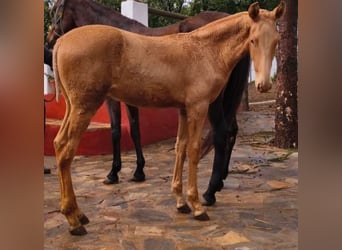 PRE Mix, Hengst, 1 Jahr, 163 cm, Pearl