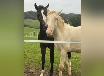 PRE Mix, Hengst, 1 Jahr, 163 cm, Perlino