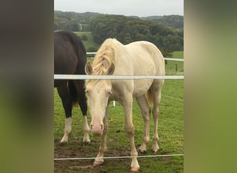 PRE Mix, Hengst, 1 Jahr, 163 cm, Perlino