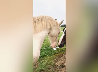 PRE Mix, Hengst, 1 Jahr, 163 cm, Perlino