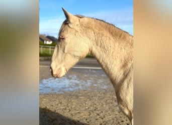 PRE Mix, Hengst, 1 Jahr, 163 cm, Perlino