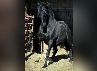 PRE Mix, Hengst, 1 Jahr, 163 cm, Rappe