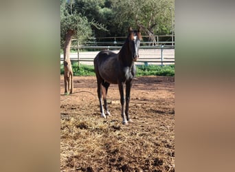 PRE, Hengst, 1 Jahr, 163 cm, Schimmel