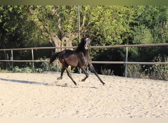 PRE, Hengst, 1 Jahr, 163 cm, Schimmel