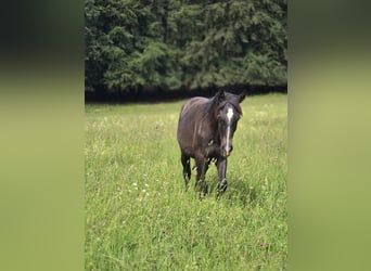 PRE Mix, Hengst, 1 Jahr, 163 cm, Schimmel