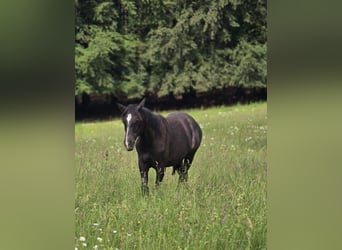 PRE Mix, Hengst, 1 Jahr, 163 cm, Schimmel