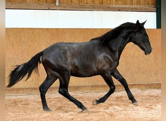 PRE, Hengst, 1 Jahr, 163 cm, Schimmel