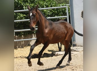 PRE, Hengst, 1 Jahr, 164 cm, Brauner