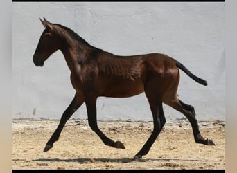 PRE, Hengst, 1 Jahr, 164 cm, Brauner
