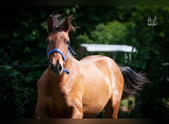 PRE Mix, Hengst, 1 Jahr, 164 cm, Brauner