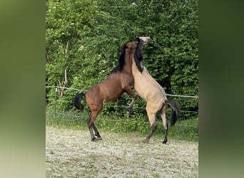 PRE, Hengst, 1 Jahr, 164 cm, Falbe