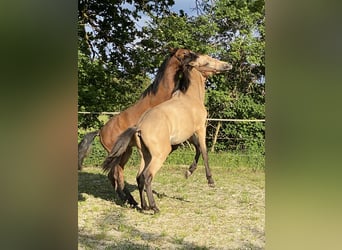 PRE, Hengst, 1 Jahr, 164 cm, Falbe