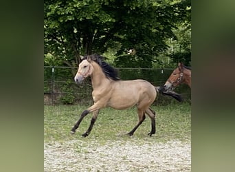 PRE, Hengst, 1 Jahr, 164 cm, Falbe