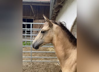 PRE, Hengst, 1 Jahr, 164 cm, Falbe