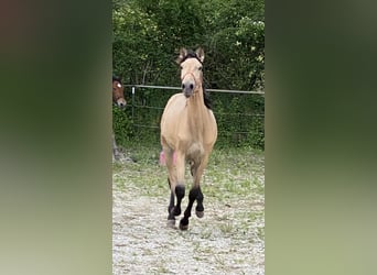 PRE, Hengst, 1 Jahr, 164 cm, Falbe