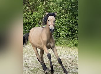 PRE, Hengst, 1 Jahr, 164 cm, Falbe