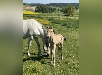 PRE, Hengst, 1 Jahr, 164 cm, Falbe