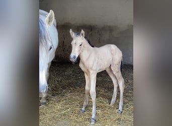 PRE, Hengst, 1 Jahr, 164 cm, Falbe