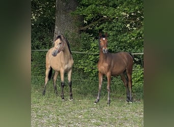 PRE, Hengst, 1 Jahr, 164 cm, Falbe