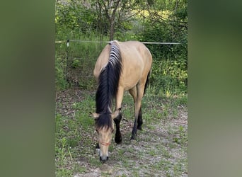 PRE, Hengst, 1 Jahr, 164 cm, Falbe