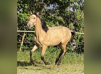 PRE, Hengst, 1 Jahr, 164 cm, Falbe