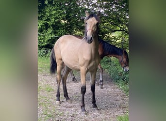 PRE, Hengst, 1 Jahr, 164 cm, Falbe
