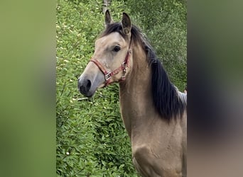 PRE, Hengst, 1 Jahr, 164 cm, Falbe