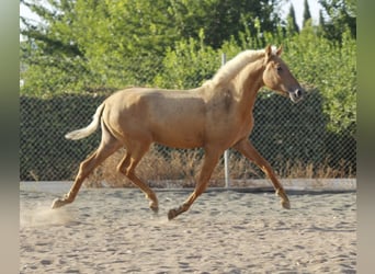 PRE Mix, Hengst, 1 Jahr, 164 cm, Palomino