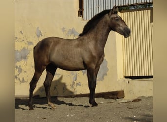 PRE Mix, Hengst, 1 Jahr, 164 cm, Schimmel